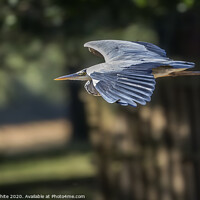 Buy canvas prints of streamline flight by Heron by Kevin White