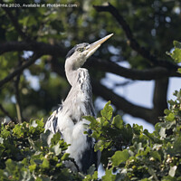 Buy canvas prints of Heron sitting in tree by Kevin White