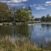 Buy canvas prints of Pen Ponds with lone swan by Kevin White