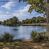 Buy canvas prints of Late summer in Richmond Park by Kevin White