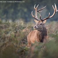 Buy canvas prints of Royal Deer Stag by Kevin White