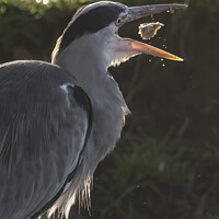 Buy canvas prints of Heron playing with food by Kevin White