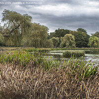 Buy canvas prints of Bushy Park cloudy morning by Kevin White