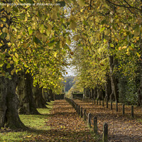 Buy canvas prints of Polesden Lacey autumn walk by Kevin White