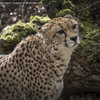 Buy canvas prints of Cheetah has spotted something by Kevin White