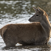 Buy canvas prints of Inquisitive Deer by Kevin White