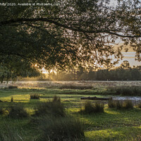Buy canvas prints of Sunrise at Bushy Park by Kevin White