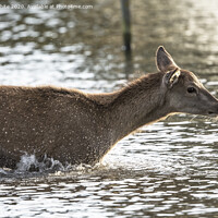 Buy canvas prints of Young deer enjoying a splash by Kevin White