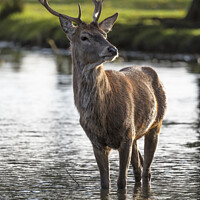 Buy canvas prints of Young Stag by Kevin White