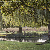 Buy canvas prints of Gathering of Deer by Kevin White
