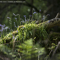 Buy canvas prints of Bluebells in the forest by Kevin White