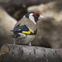 Buy canvas prints of Goldfinch in the garden by Kevin White