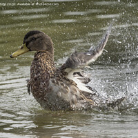 Buy canvas prints of The duck has landed by Kevin White