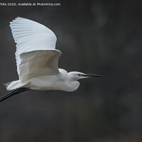 Buy canvas prints of Egret on a mission by Kevin White