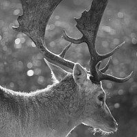 Buy canvas prints of Stag deer with backlit sun by Kevin White