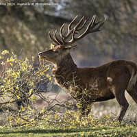 Buy canvas prints of Deer having a scratch by Kevin White