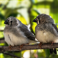 Buy canvas prints of Baby Finch chicks by Kevin White