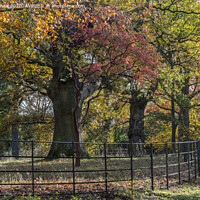 Buy canvas prints of Gardens of Pembrook lodge in autumn by Kevin White