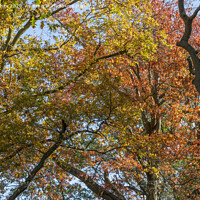 Buy canvas prints of Autumn tree canopy by Kevin White
