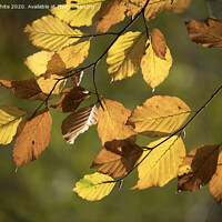 Buy canvas prints of Autumn leaves on the turn by Kevin White