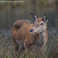 Buy canvas prints of Deer having a rest by Kevin White