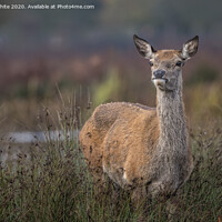 Buy canvas prints of Deer keeping a look out by Kevin White