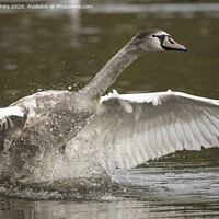 Buy canvas prints of Young swan by Kevin White