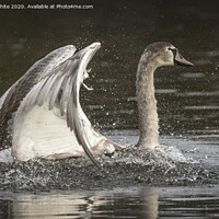 Buy canvas prints of Juvenile Swan by Kevin White