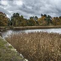 Buy canvas prints of Reed bed at Frensham ponds by Kevin White