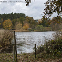 Buy canvas prints of Looking across Frensham little pond by Kevin White