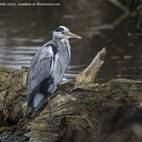 Buy canvas prints of Grey Heron on one leg by Kevin White