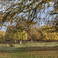 Buy canvas prints of Autumn colours of Bushy Park by Kevin White