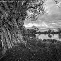 Buy canvas prints of Old tree trunk monochrome by Kevin White