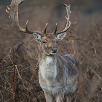Buy canvas prints of Deer with fully grown antlers by Kevin White