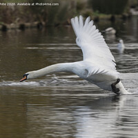 Buy canvas prints of Swan returning from fly around by Kevin White
