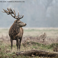Buy canvas prints of Alpha male stag by Kevin White