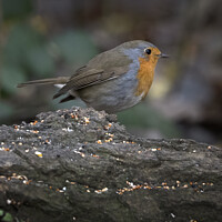 Buy canvas prints of Robin red breast gardeners friend by Kevin White