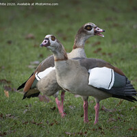 Buy canvas prints of Egyptian geese  by Kevin White