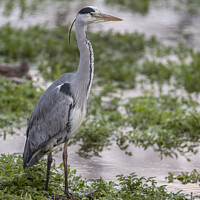 Buy canvas prints of Heron by pond by Kevin White