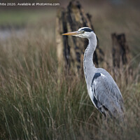 Buy canvas prints of Heron in the reeds by Kevin White