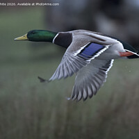 Buy canvas prints of Mallard duck in flight by Kevin White