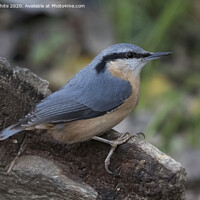 Buy canvas prints of Nuthatch on the lookout by Kevin White