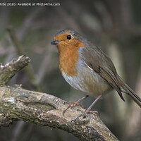 Buy canvas prints of Red Robin Christmas bird by Kevin White