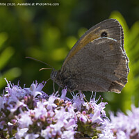 Buy canvas prints of Summer butterfly by Kevin White