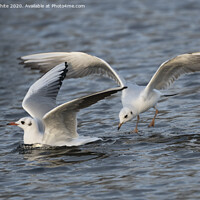 Buy canvas prints of Gulls having fun by Kevin White