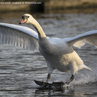 Buy canvas prints of Mute swan landing by Kevin White