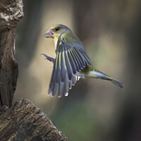 Buy canvas prints of Greenfinch flying in by Kevin White