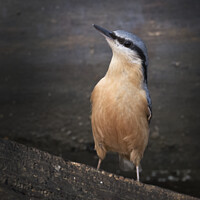 Buy canvas prints of Inquisitive nuthatch by Kevin White