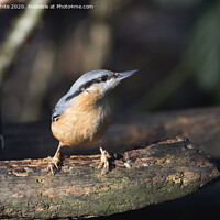 Buy canvas prints of Nuthatch enjoying the winter sunshine by Kevin White