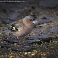 Buy canvas prints of Chaffinch on ground by Kevin White